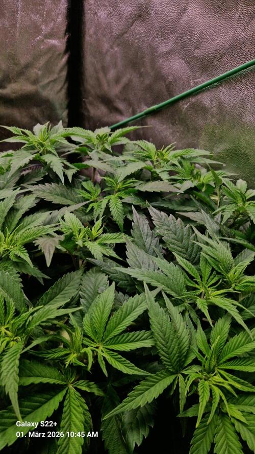 Sticky Broccoli - Eternity Grow Cup 2026. Week 9