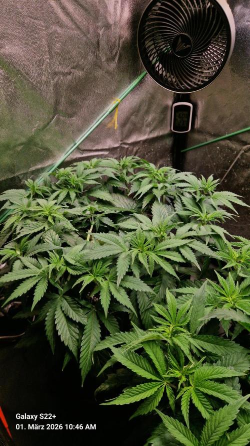 Sticky Broccoli - Eternity Grow Cup 2026. Week 9