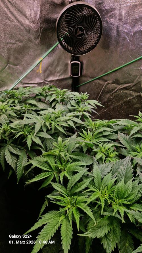 Sticky Broccoli - Eternity Grow Cup 2026. Week 9