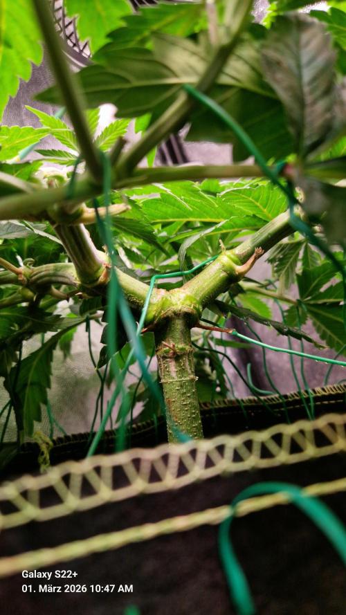 Sticky Broccoli - Eternity Grow Cup 2026. Week 9