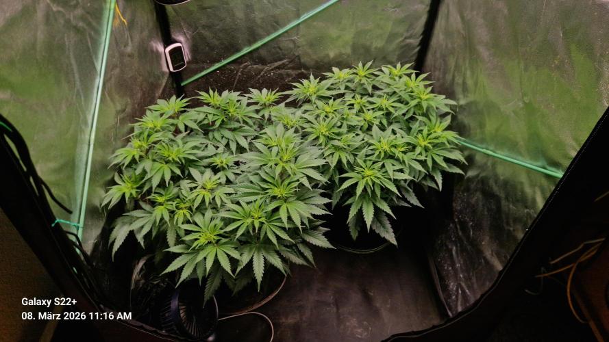 Sticky Broccoli - Eternity Grow Cup 2026. Week 10