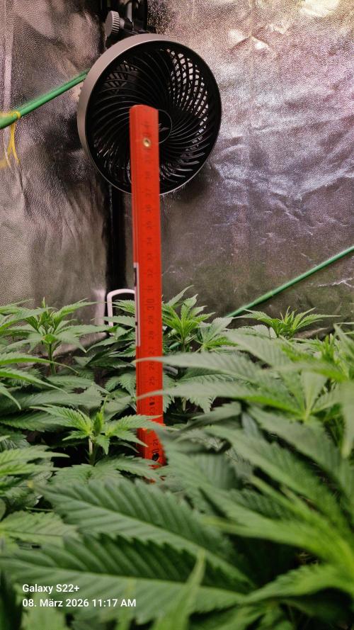 Sticky Broccoli - Eternity Grow Cup 2026. Week 10