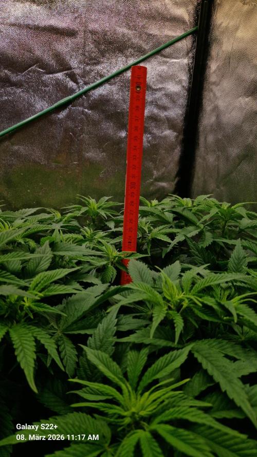 Sticky Broccoli - Eternity Grow Cup 2026. Week 10