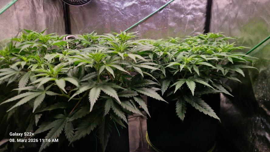 Sticky Broccoli - Eternity Grow Cup 2026. Week 10