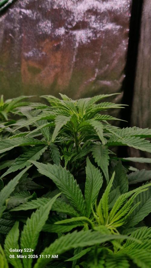 Sticky Broccoli - Eternity Grow Cup 2026. Week 10