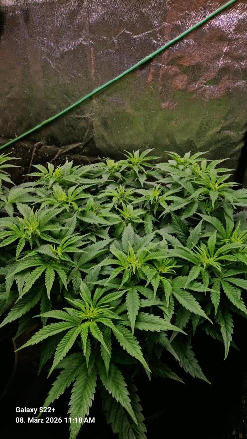 Sticky Broccoli - Eternity Grow Cup 2026. Week 10