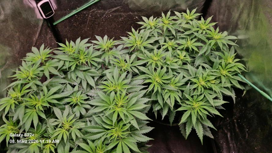 Sticky Broccoli - Eternity Grow Cup 2026. Week 10