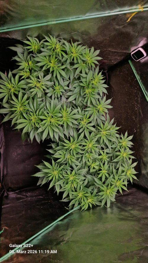 Sticky Broccoli - Eternity Grow Cup 2026. Week 10