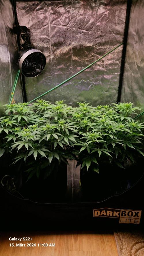 Sticky Broccoli - Eternity Grow Cup 2026. Week 11