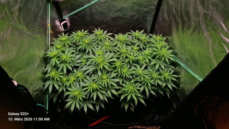 Sticky Broccoli - Eternity Grow Cup 2026. Week 11