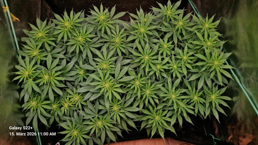 Sticky Broccoli - Eternity Grow Cup 2026. Week 11