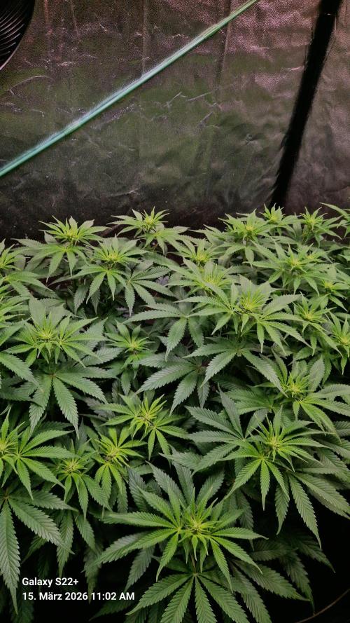 Sticky Broccoli - Eternity Grow Cup 2026. Week 11