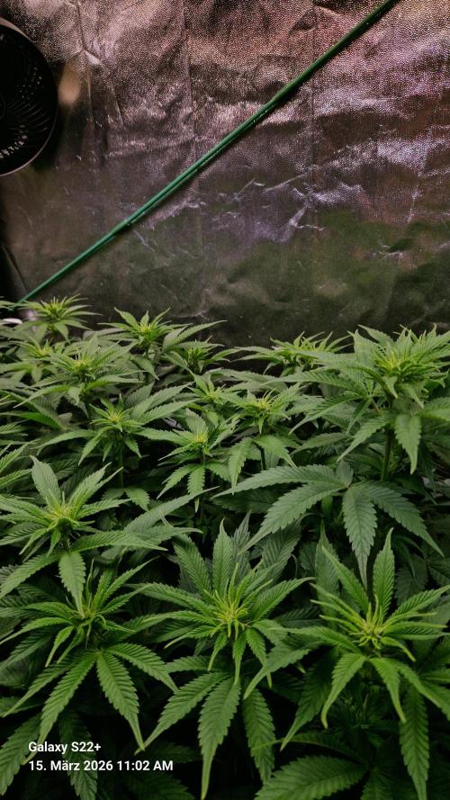Sticky Broccoli - Eternity Grow Cup 2026. Week 11