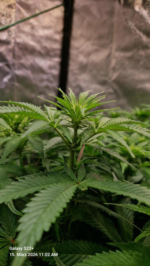 Sticky Broccoli - Eternity Grow Cup 2026. Week 11