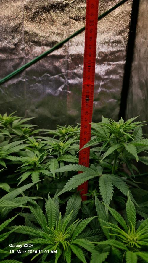 Sticky Broccoli - Eternity Grow Cup 2026. Week 11