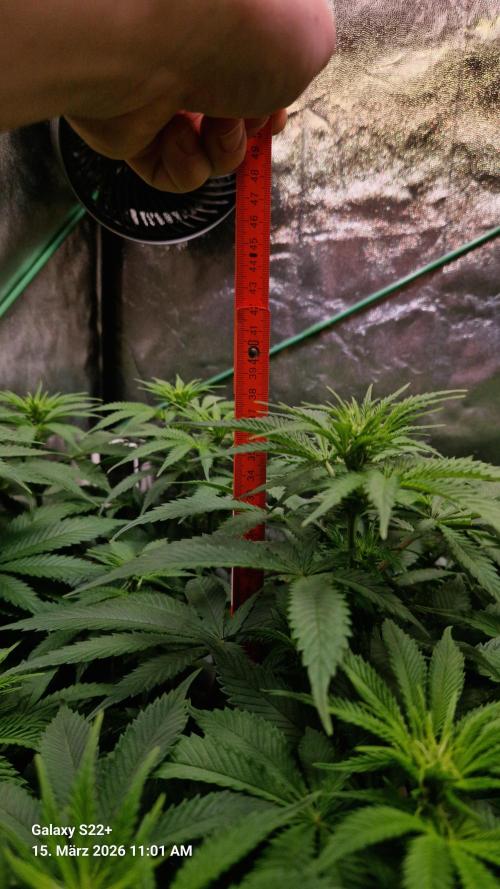 Sticky Broccoli - Eternity Grow Cup 2026. Week 11