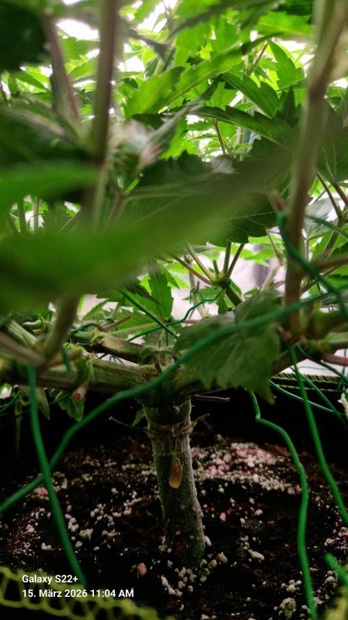 Sticky Broccoli - Eternity Grow Cup 2026. Week 11