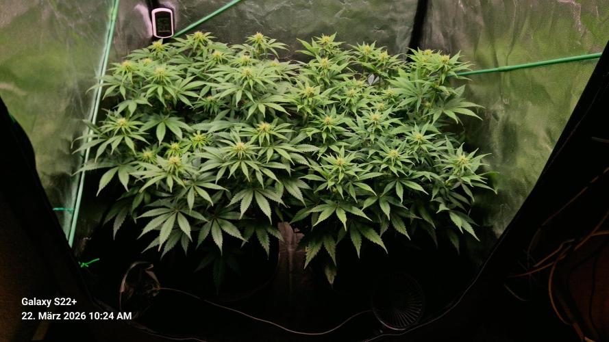 Sticky Broccoli - Eternity Grow Cup 2026. Week 12