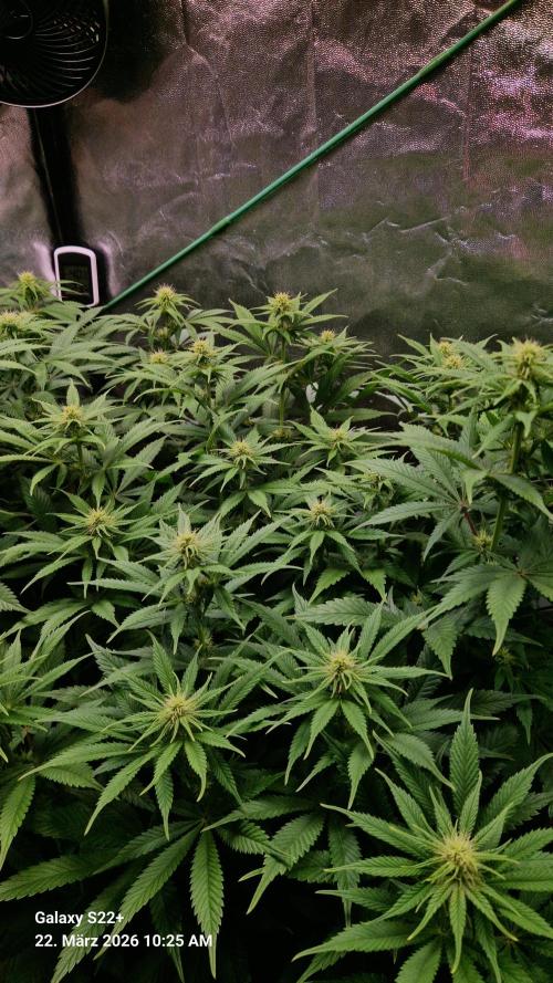 Sticky Broccoli - Eternity Grow Cup 2026. Week 12