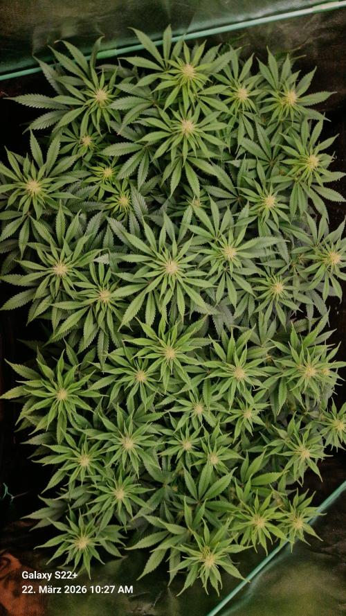 Sticky Broccoli - Eternity Grow Cup 2026. Week 12