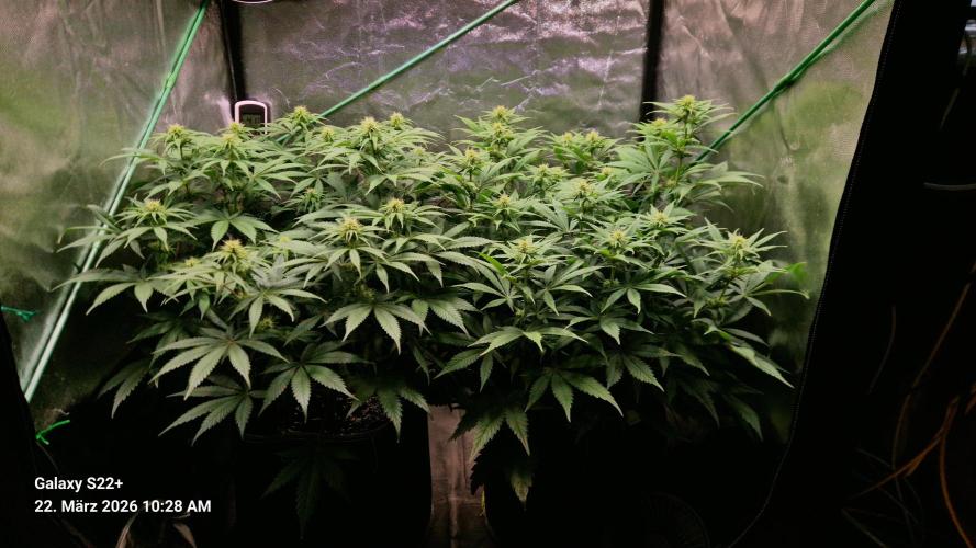 Sticky Broccoli - Eternity Grow Cup 2026. Week 12
