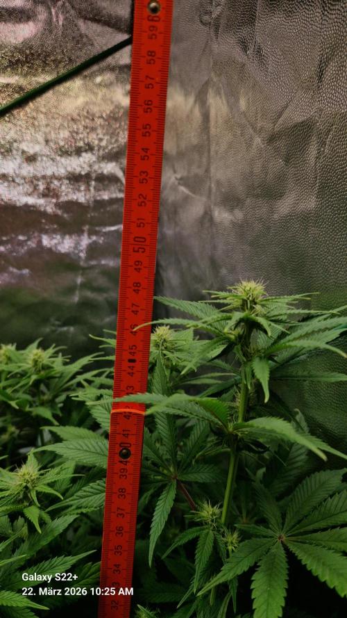 Sticky Broccoli - Eternity Grow Cup 2026. Week 12