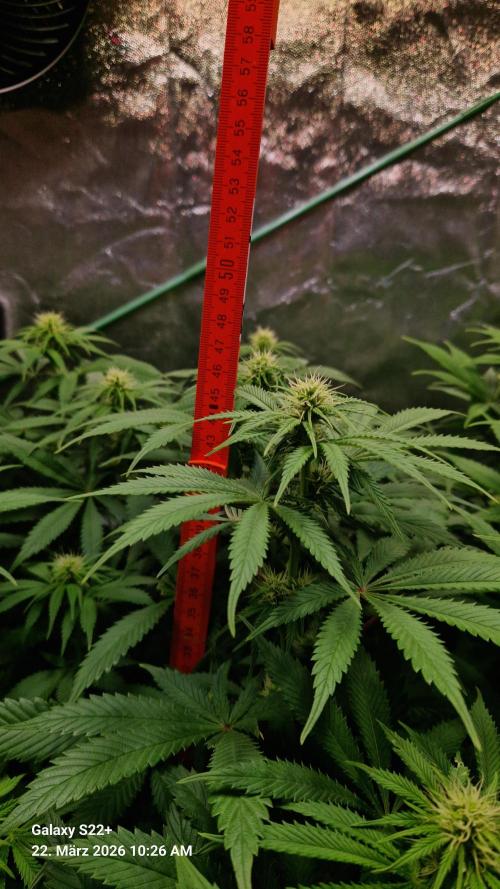 Sticky Broccoli - Eternity Grow Cup 2026. Week 12