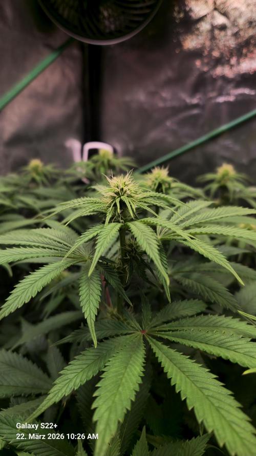 Sticky Broccoli - Eternity Grow Cup 2026. Week 12