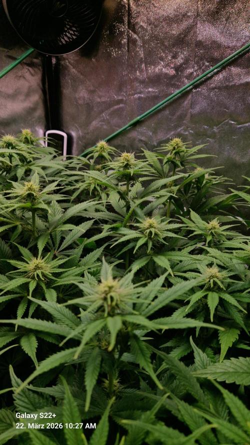 Sticky Broccoli - Eternity Grow Cup 2026. Week 12
