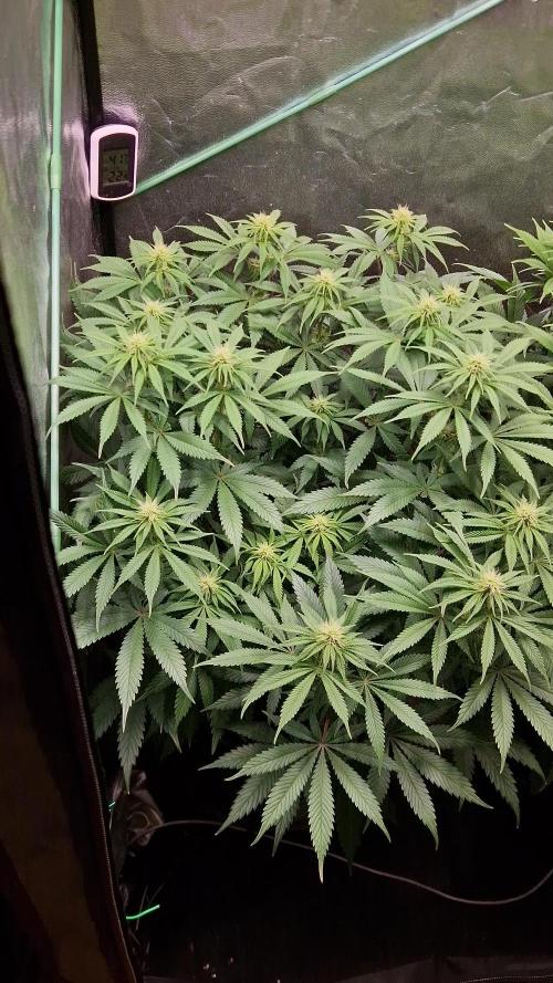 Sticky Broccoli - Eternity Grow Cup 2026