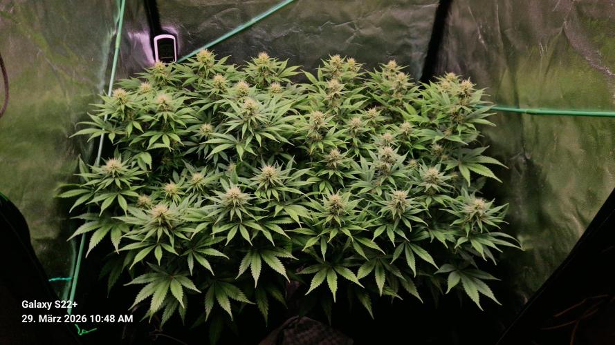 Sticky Broccoli - Eternity Grow Cup 2026. Week 13