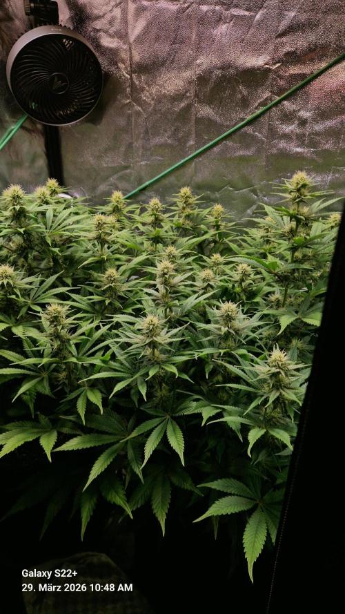 Sticky Broccoli - Eternity Grow Cup 2026. Week 13