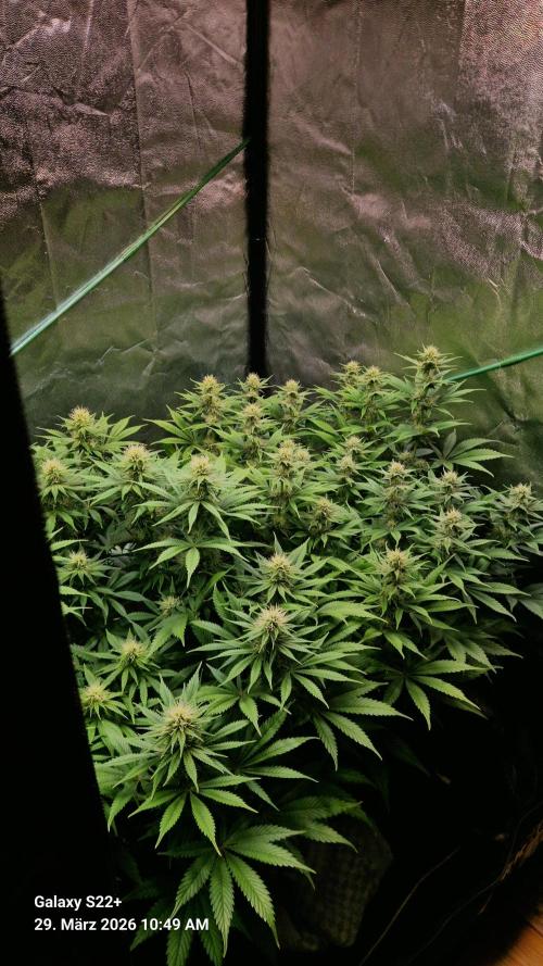 Sticky Broccoli - Eternity Grow Cup 2026. Week 13