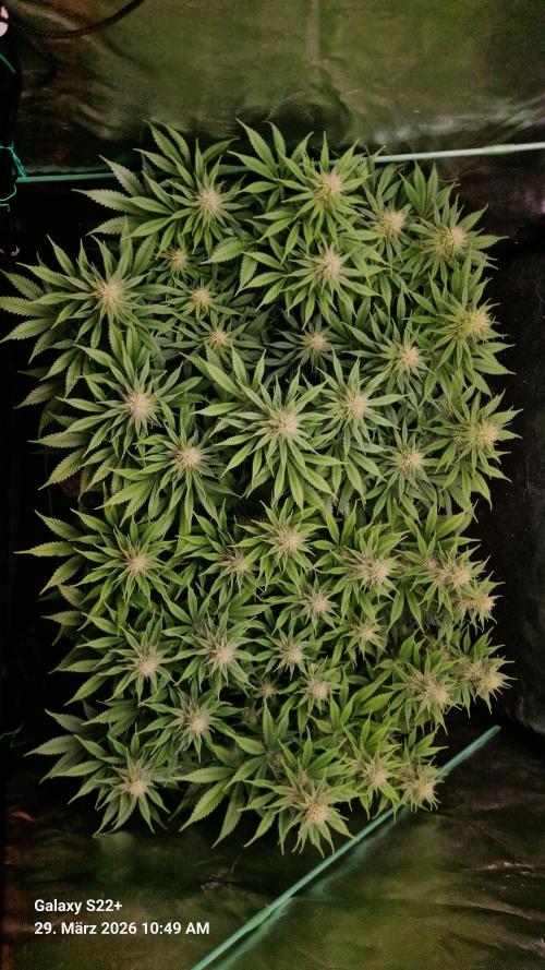 Sticky Broccoli - Eternity Grow Cup 2026. Week 13