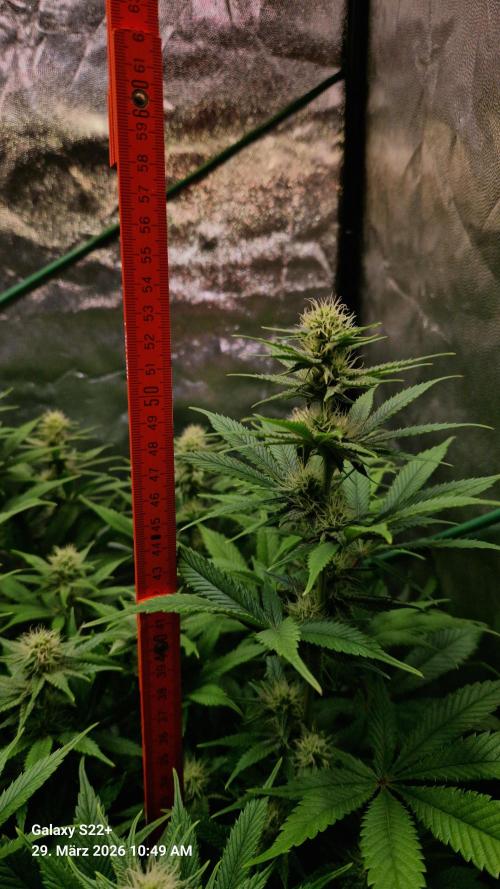 Sticky Broccoli - Eternity Grow Cup 2026. Week 13