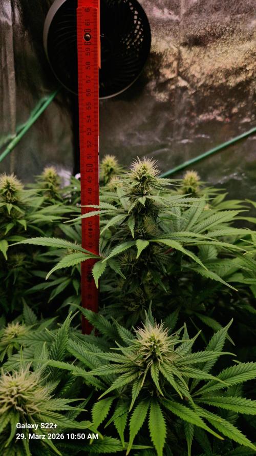 Sticky Broccoli - Eternity Grow Cup 2026. Week 13