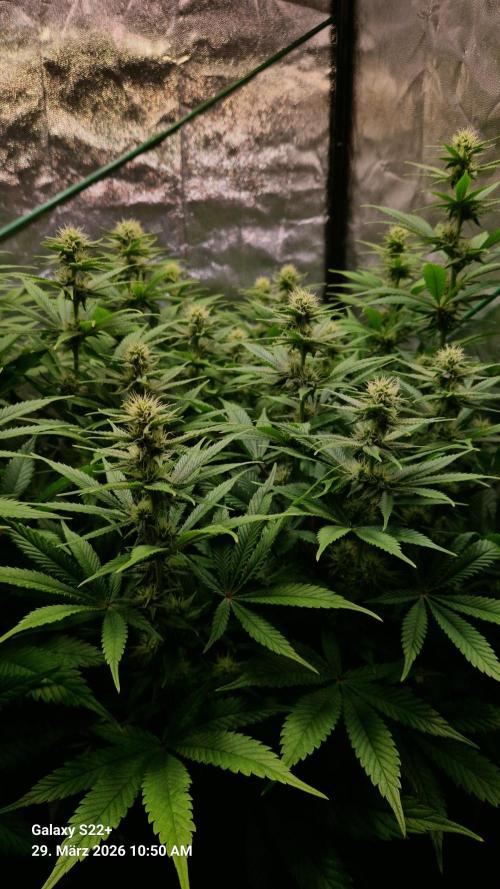 Sticky Broccoli - Eternity Grow Cup 2026. Week 13