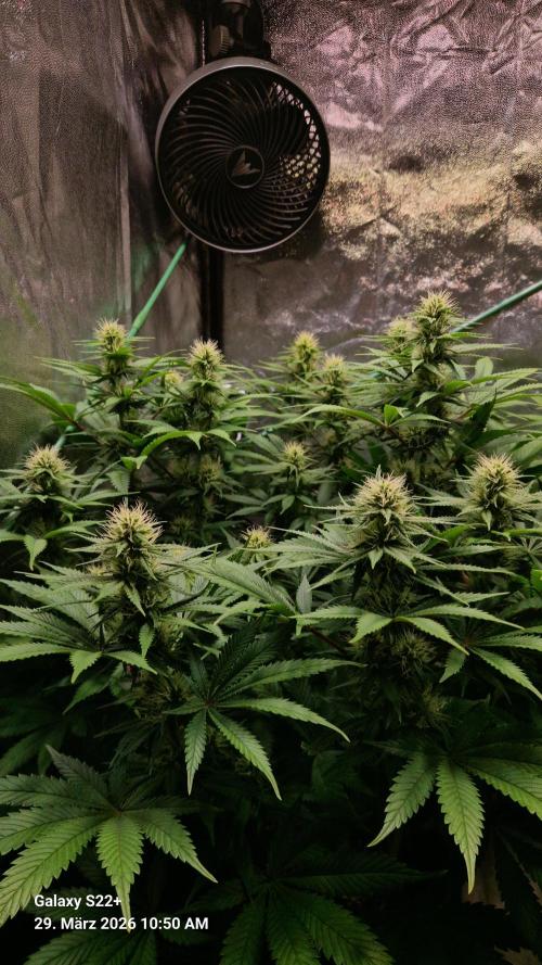 Sticky Broccoli - Eternity Grow Cup 2026. Week 13