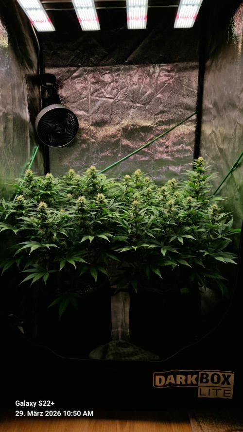 Sticky Broccoli - Eternity Grow Cup 2026. Week 13