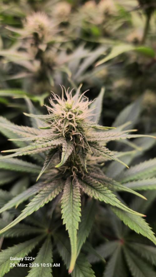 Sticky Broccoli - Eternity Grow Cup 2026. Week 13