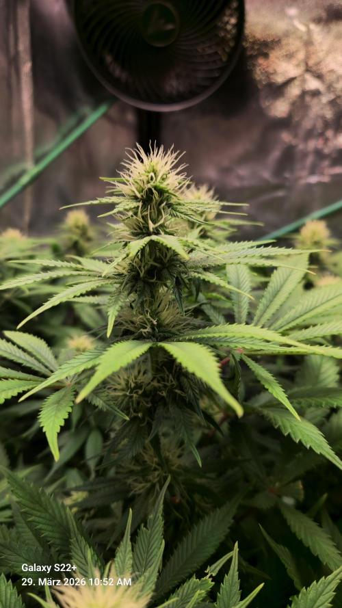 Sticky Broccoli - Eternity Grow Cup 2026. Week 13