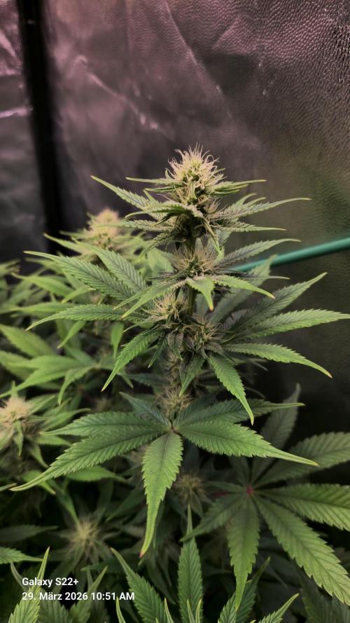 Sticky Broccoli - Eternity Grow Cup 2026. Week 13