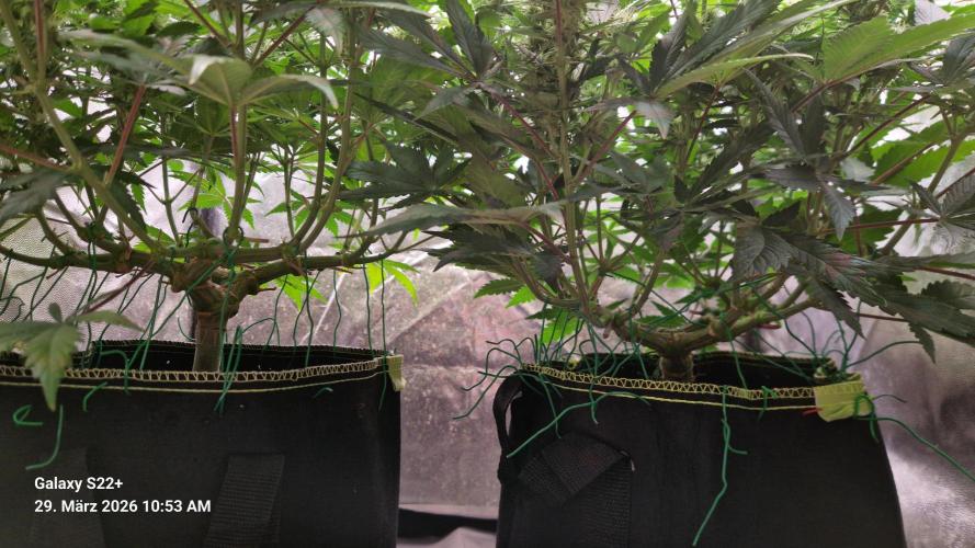 Sticky Broccoli - Eternity Grow Cup 2026. Week 13