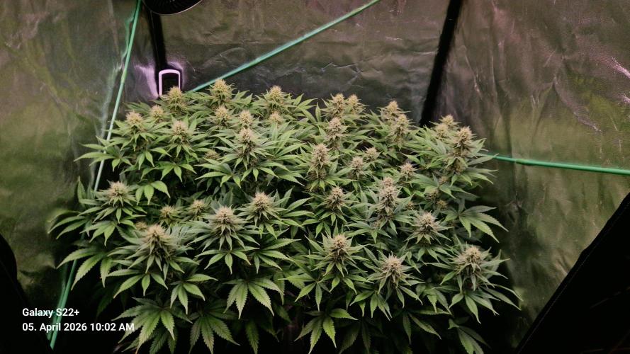 Sticky Broccoli - Eternity Grow Cup 2026. Week 14