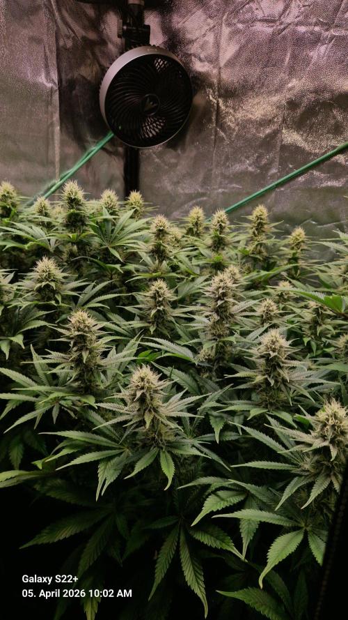 Sticky Broccoli - Eternity Grow Cup 2026. Week 14