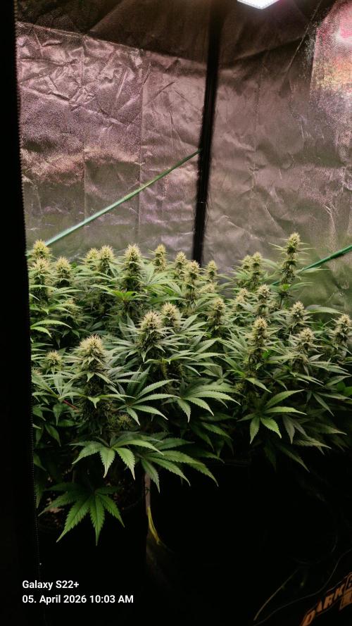 Sticky Broccoli - Eternity Grow Cup 2026. Week 14