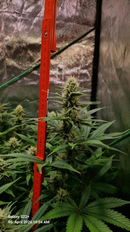 Sticky Broccoli - Eternity Grow Cup 2026. Week 14