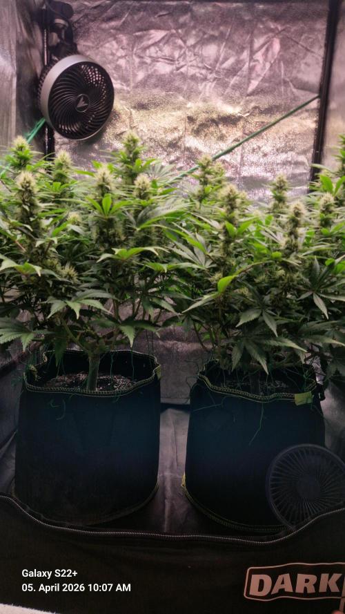 Sticky Broccoli - Eternity Grow Cup 2026. Week 14