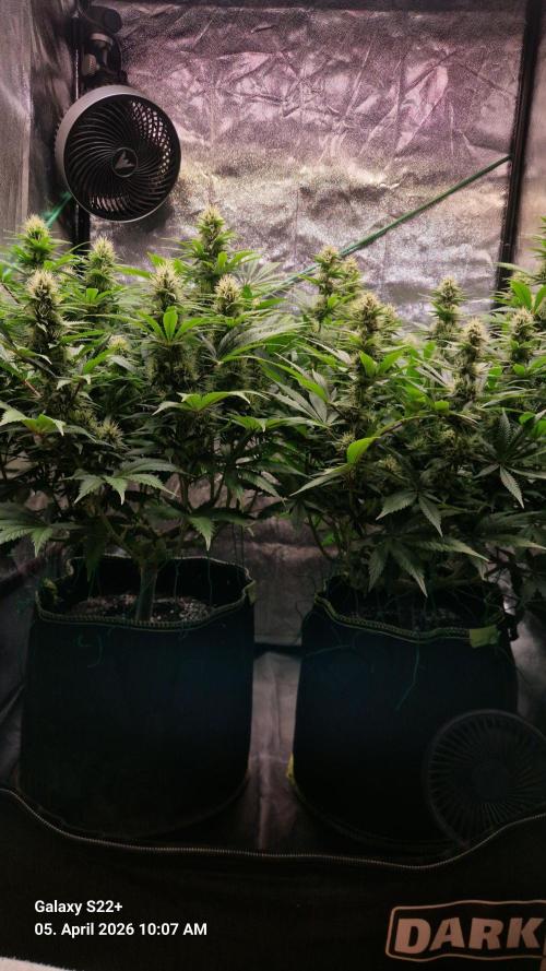 Sticky Broccoli - Eternity Grow Cup 2026. Week 14