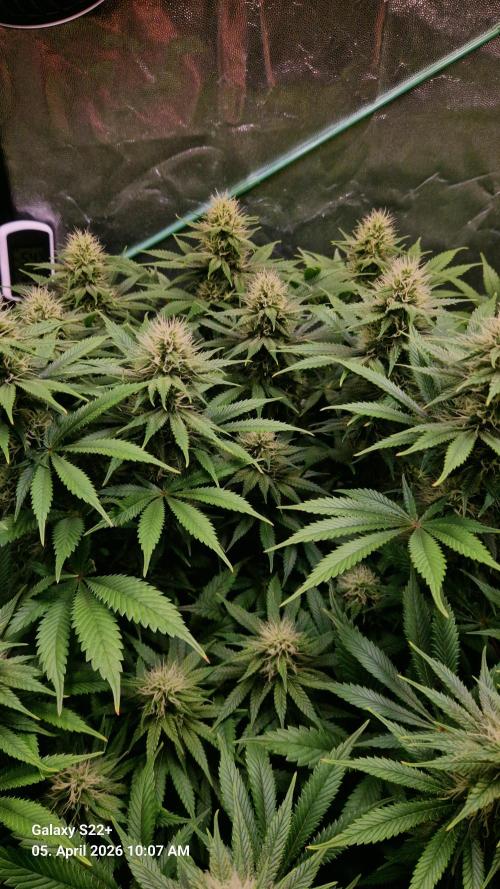 Sticky Broccoli - Eternity Grow Cup 2026. Week 14